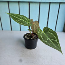 Load image into Gallery viewer, #710 Anthurium Crystallinum x