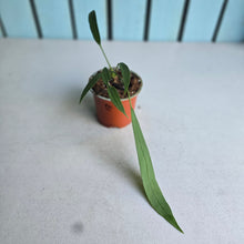 Load image into Gallery viewer, #G29 Anthurium Vittarifolium