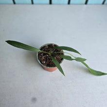 Load image into Gallery viewer, #G29 Anthurium Vittarifolium
