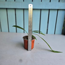 Load image into Gallery viewer, #G29 Anthurium Vittarifolium