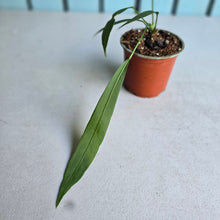 Load image into Gallery viewer, #G29 Anthurium Vittarifolium