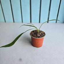 Load image into Gallery viewer, #G29 Anthurium Vittarifolium