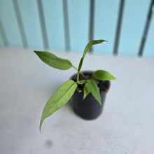 Load image into Gallery viewer, #W62 Anthurium Vittarifolium