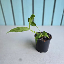 Load image into Gallery viewer, #W62 Anthurium Vittarifolium