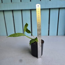 Load image into Gallery viewer, #W62 Anthurium Vittarifolium