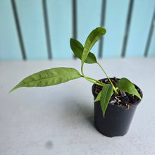 Load image into Gallery viewer, #W62 Anthurium Vittarifolium