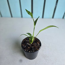 Load image into Gallery viewer, #W62 Anthurium Vittarifolium