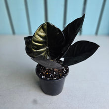 Load image into Gallery viewer, #B111 Alocasia Infernalis 'Black Magic'