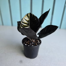Load image into Gallery viewer, #B111 Alocasia Infernalis 'Black Magic'