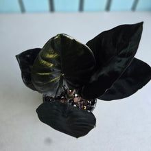 Load image into Gallery viewer, #B111 Alocasia Infernalis 'Black Magic'