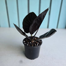 Load image into Gallery viewer, #B111 Alocasia Infernalis 'Black Magic'