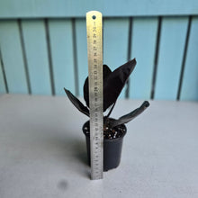 Load image into Gallery viewer, #B111 Alocasia Infernalis 'Black Magic'