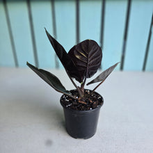 Load image into Gallery viewer, #B111 Alocasia Infernalis 'Black Magic'