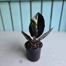 Load image into Gallery viewer, #B111 Alocasia Infernalis 'Black Magic'