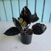 Load image into Gallery viewer, #P2 Alocasia Infernalis 'Black Magic'