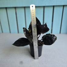 Load image into Gallery viewer, #P2 Alocasia Infernalis 'Black Magic'