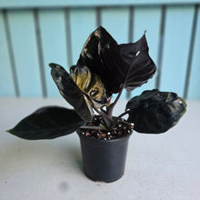 Load image into Gallery viewer, #P2 Alocasia Infernalis 'Black Magic'