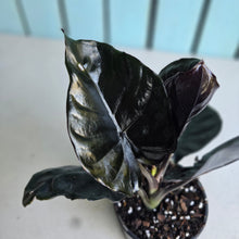 Load image into Gallery viewer, #P2 Alocasia Infernalis 'Black Magic'