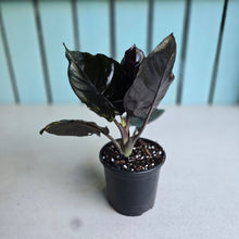 Load image into Gallery viewer, #P2 Alocasia Infernalis 'Black Magic'