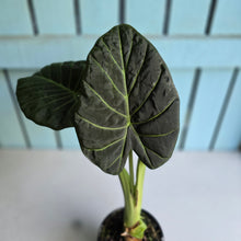 Load image into Gallery viewer, #W38 Large Alocasia Regal Shield