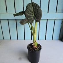 Load image into Gallery viewer, #W38 Large Alocasia Regal Shield