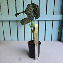 Load image into Gallery viewer, #W38 Large Alocasia Regal Shield