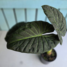 Load image into Gallery viewer, #W38 Large Alocasia Regal Shield