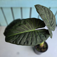 Load image into Gallery viewer, #W38 Large Alocasia Regal Shield