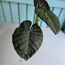 Load image into Gallery viewer, #W38 Large Alocasia Regal Shield