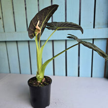 Load image into Gallery viewer, #W38 Large Alocasia Regal Shield