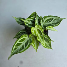 Load image into Gallery viewer, #40 Multi-headed, Thick Veined Anthurium Crystallinum x