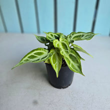 Load image into Gallery viewer, #40 Multi-headed, Thick Veined Anthurium Crystallinum x