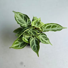 Load image into Gallery viewer, #40 Multi-headed, Thick Veined Anthurium Crystallinum x