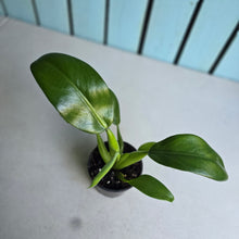Load image into Gallery viewer, #H104 Philodendron Martianum 'Fat Boy'