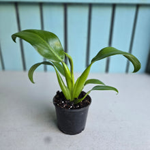 Load image into Gallery viewer, #H104 Philodendron Martianum 'Fat Boy'