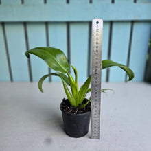 Load image into Gallery viewer, #H104 Philodendron Martianum 'Fat Boy'