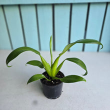 Load image into Gallery viewer, #H104 Philodendron Martianum 'Fat Boy'