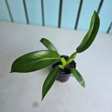Load image into Gallery viewer, #12 Philodendron Martianum 'Fat Boy'