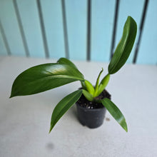 Load image into Gallery viewer, #12 Philodendron Martianum 'Fat Boy'