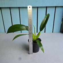 Load image into Gallery viewer, #12 Philodendron Martianum 'Fat Boy'