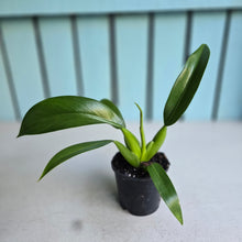 Load image into Gallery viewer, #12 Philodendron Martianum 'Fat Boy'