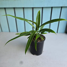 Load image into Gallery viewer, #H38 Anthurium Bakeri - Narrow Form