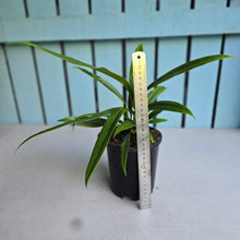 Load image into Gallery viewer, #H38 Anthurium Bakeri - Narrow Form