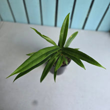Load image into Gallery viewer, #H38 Anthurium Bakeri - Narrow Form