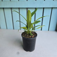 Load image into Gallery viewer, #H38 Anthurium Bakeri - Narrow Form