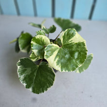 Load image into Gallery viewer, #B89 Farfugium Japonicum 'Argenteum'