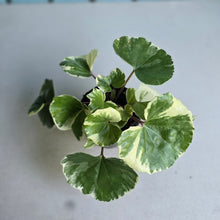 Load image into Gallery viewer, #B89 Farfugium Japonicum 'Argenteum'