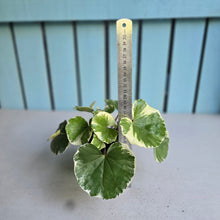 Load image into Gallery viewer, #B89 Farfugium Japonicum 'Argenteum'
