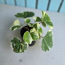 Load image into Gallery viewer, #B89 Farfugium Japonicum 'Argenteum'
