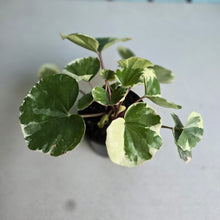 Load image into Gallery viewer, #B89 Farfugium Japonicum 'Argenteum'
